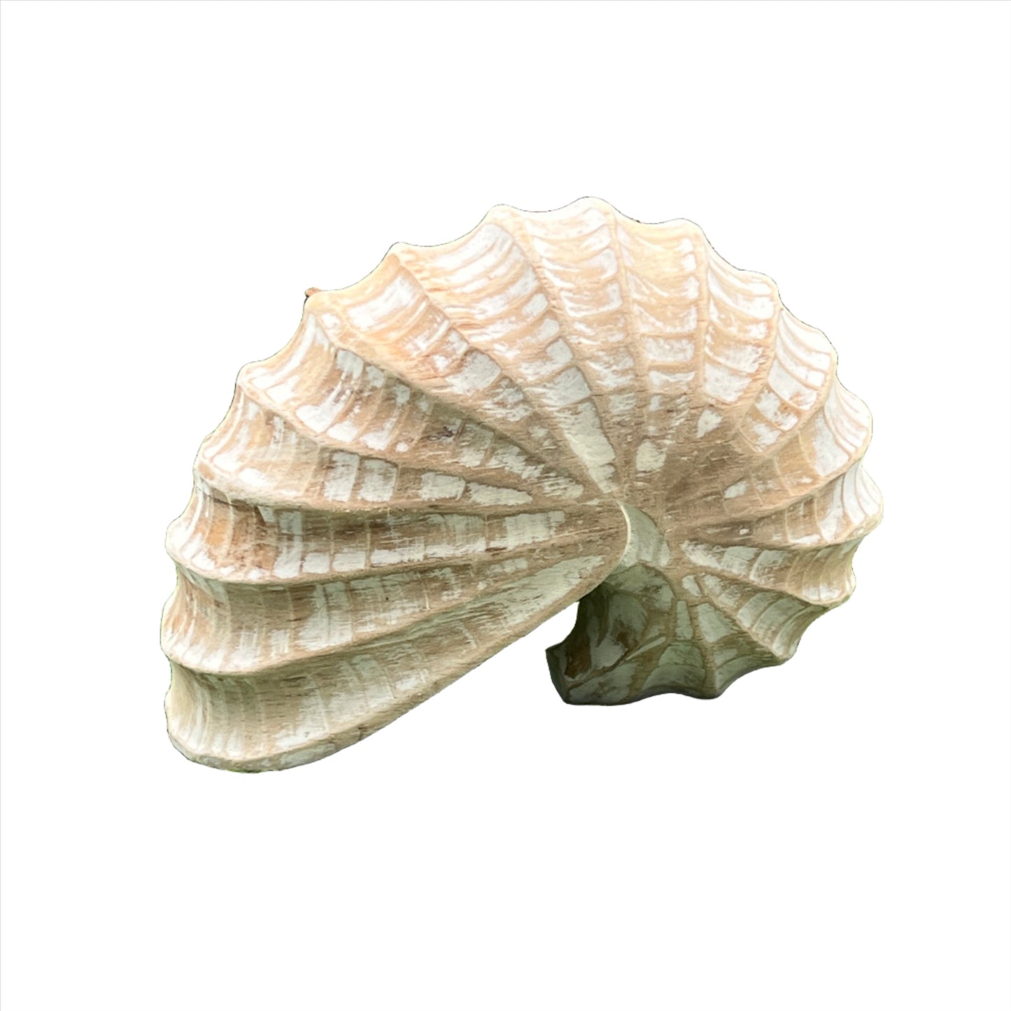 Carved Sleeping Shell