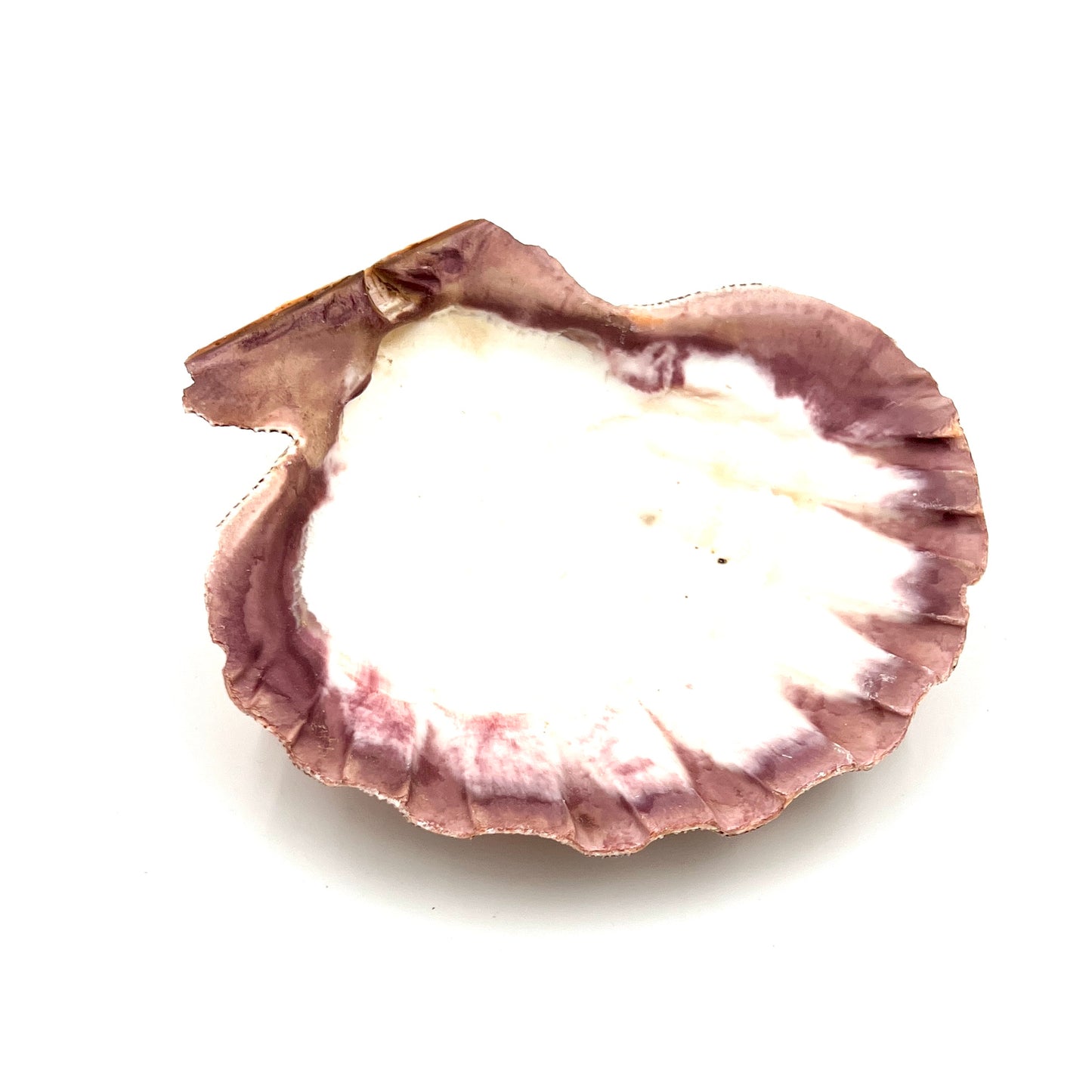 Large Lions Shell Smudge Sage Burners