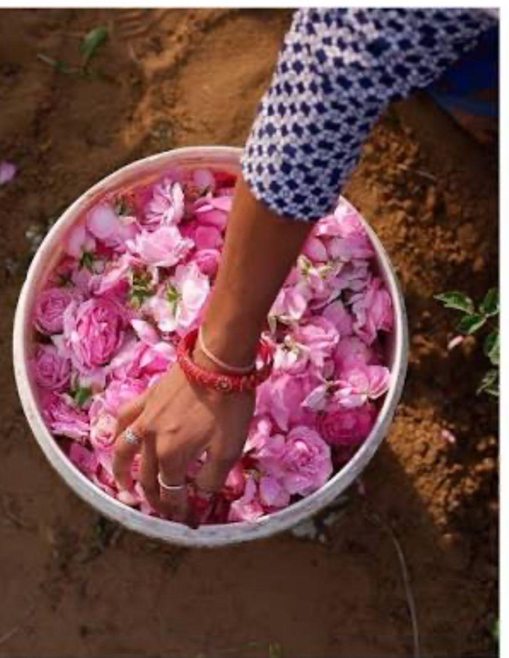 Pure Rose Essential Oil