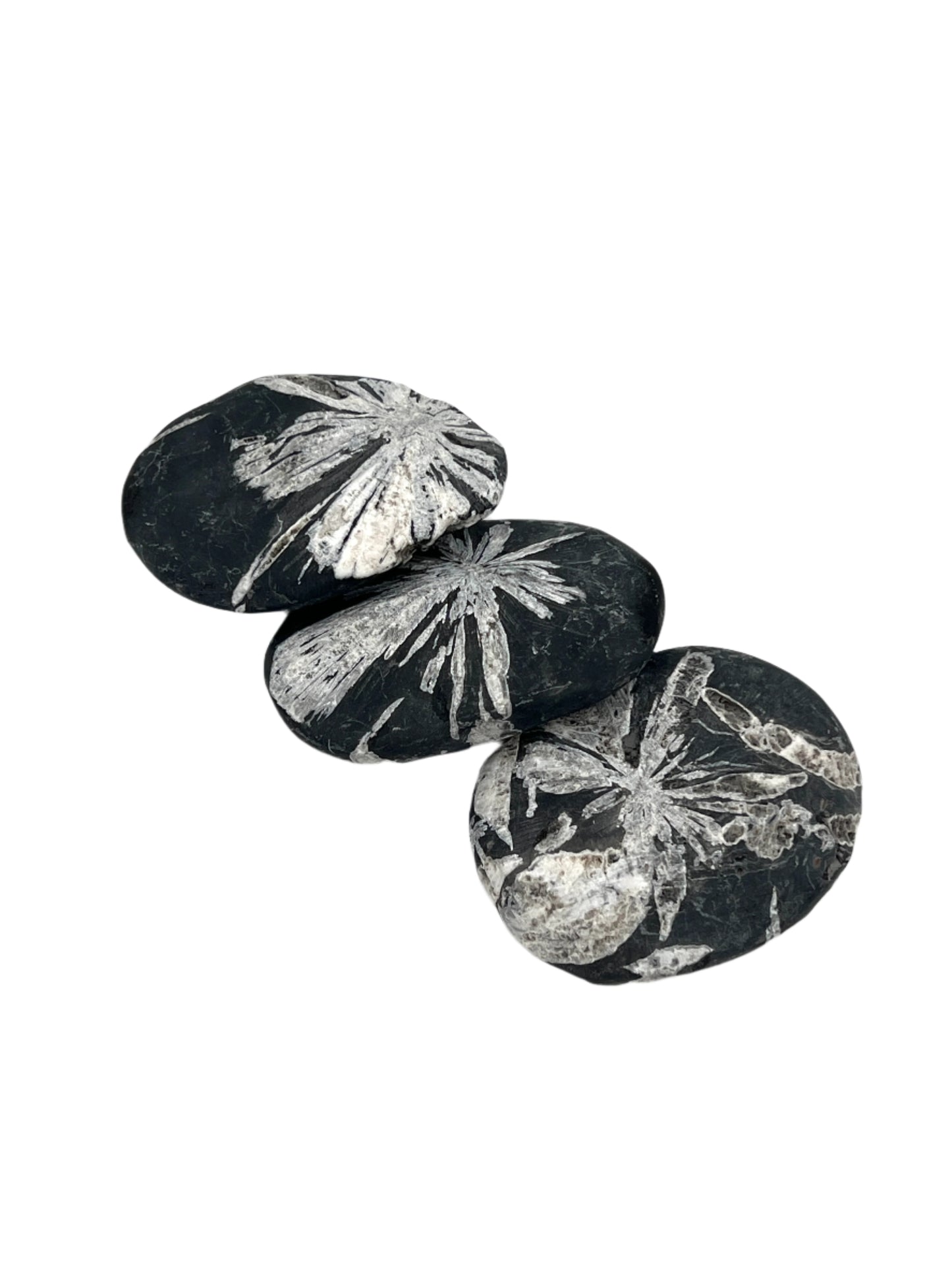 Three black stones with white floral patterns on a white background
