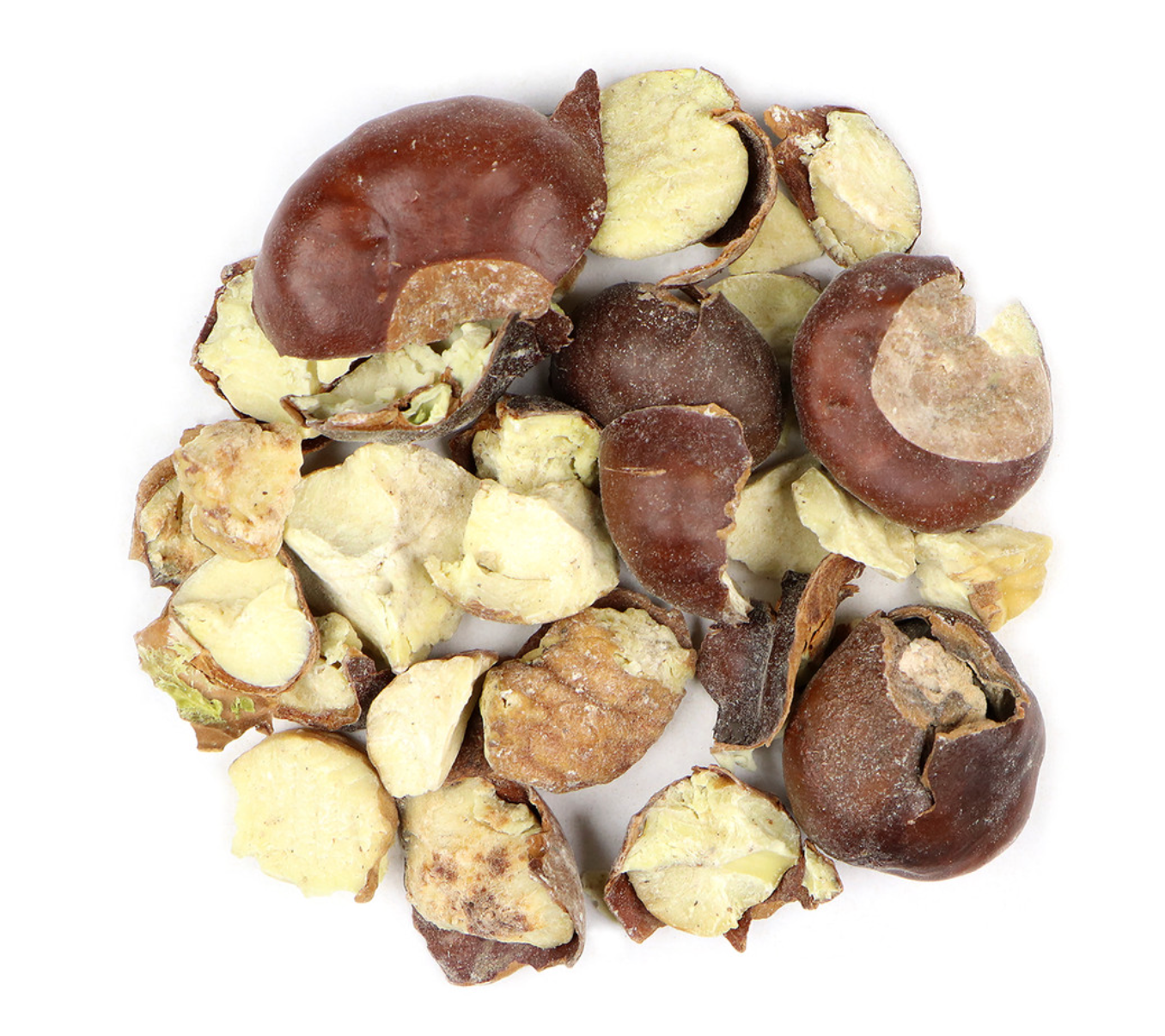 Horse Chestnut Seed