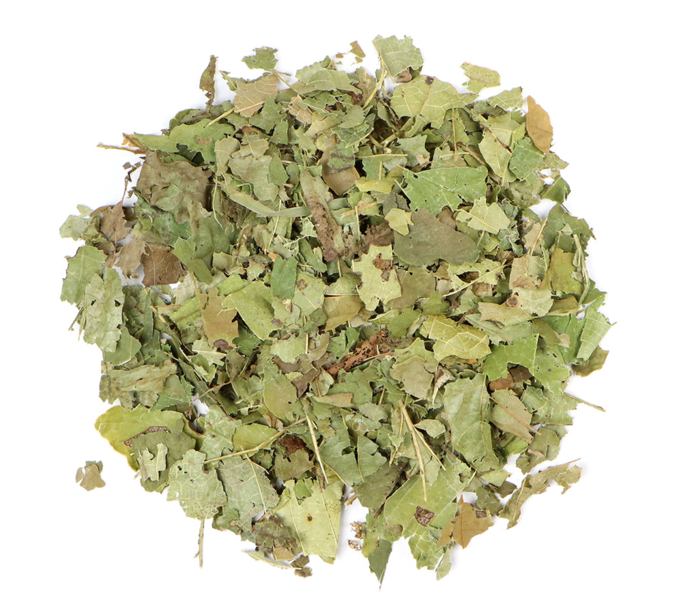 Witch Hazel Leaf