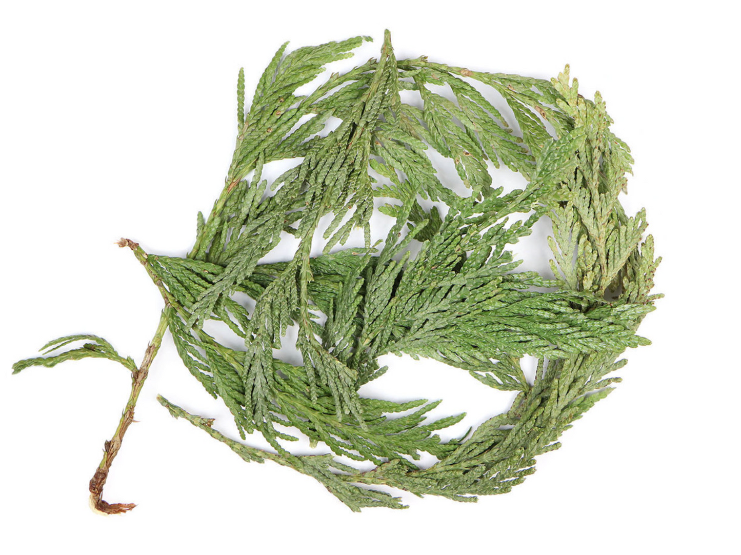 Cedar Leaf Tips
