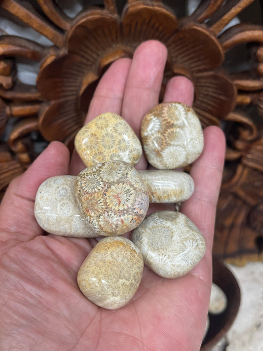Fossilized Coral Tumbles
