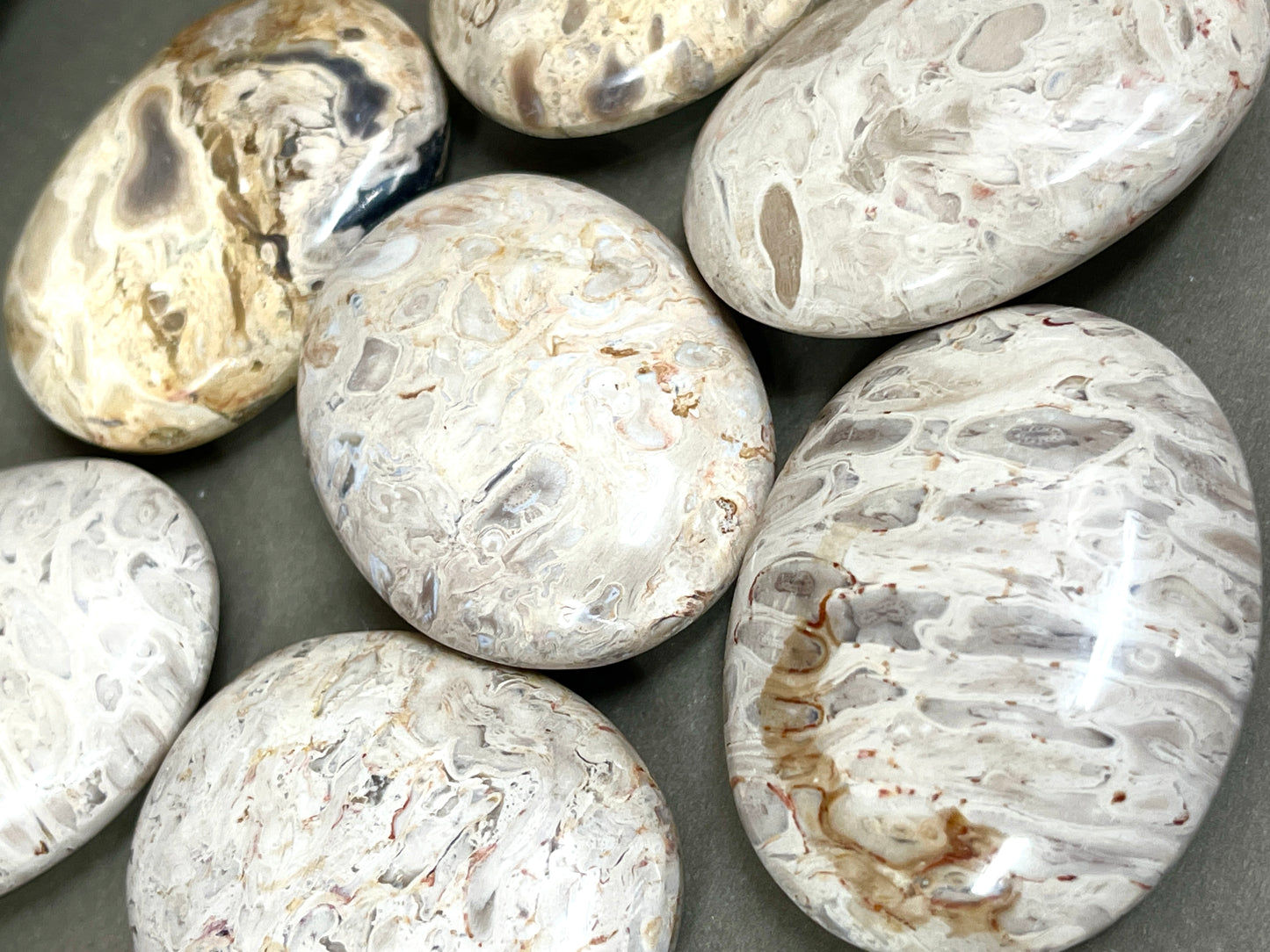 Fossilized Root Palm Stones