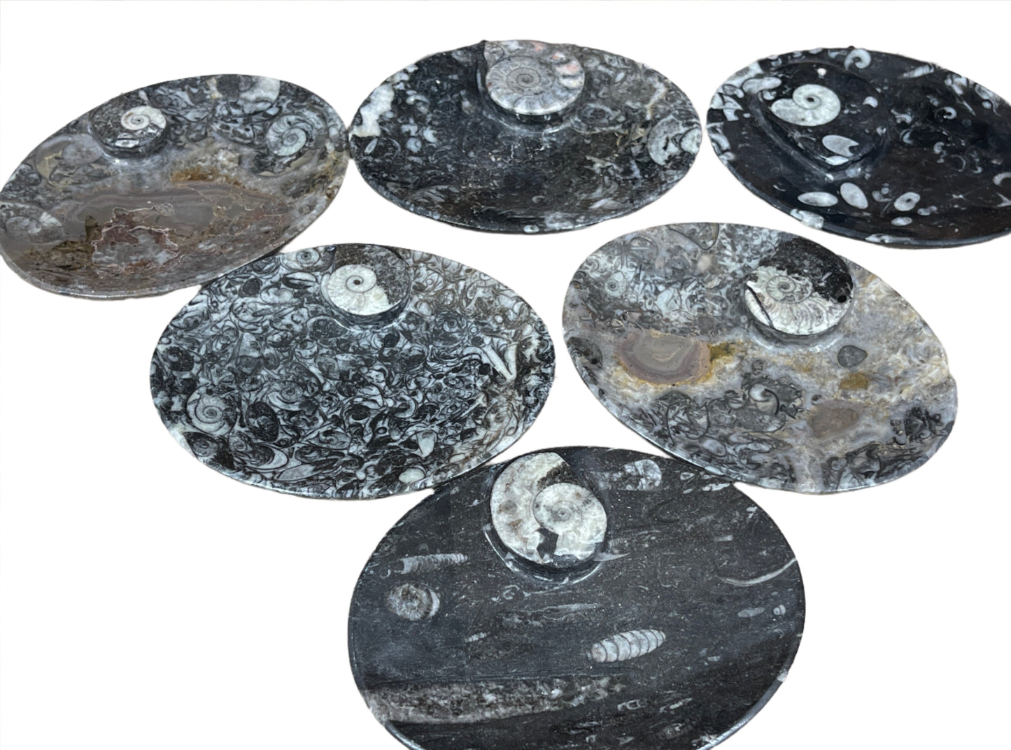 Ammonite Fossil Dish