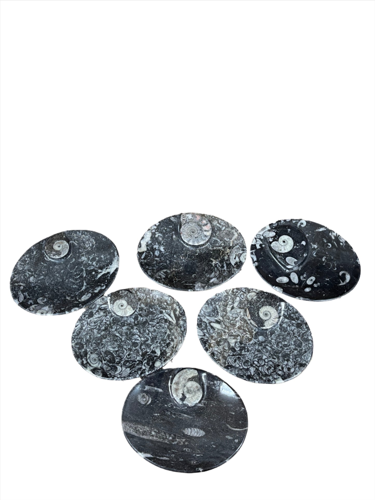 Ammonite Fossil Dish