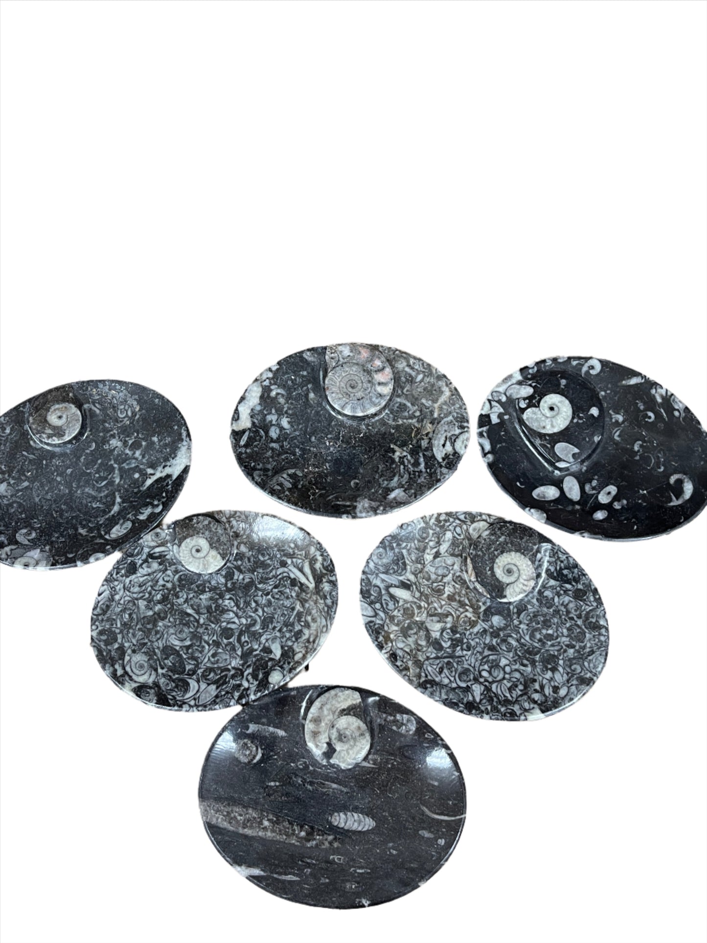 Ammonite Fossil Dish