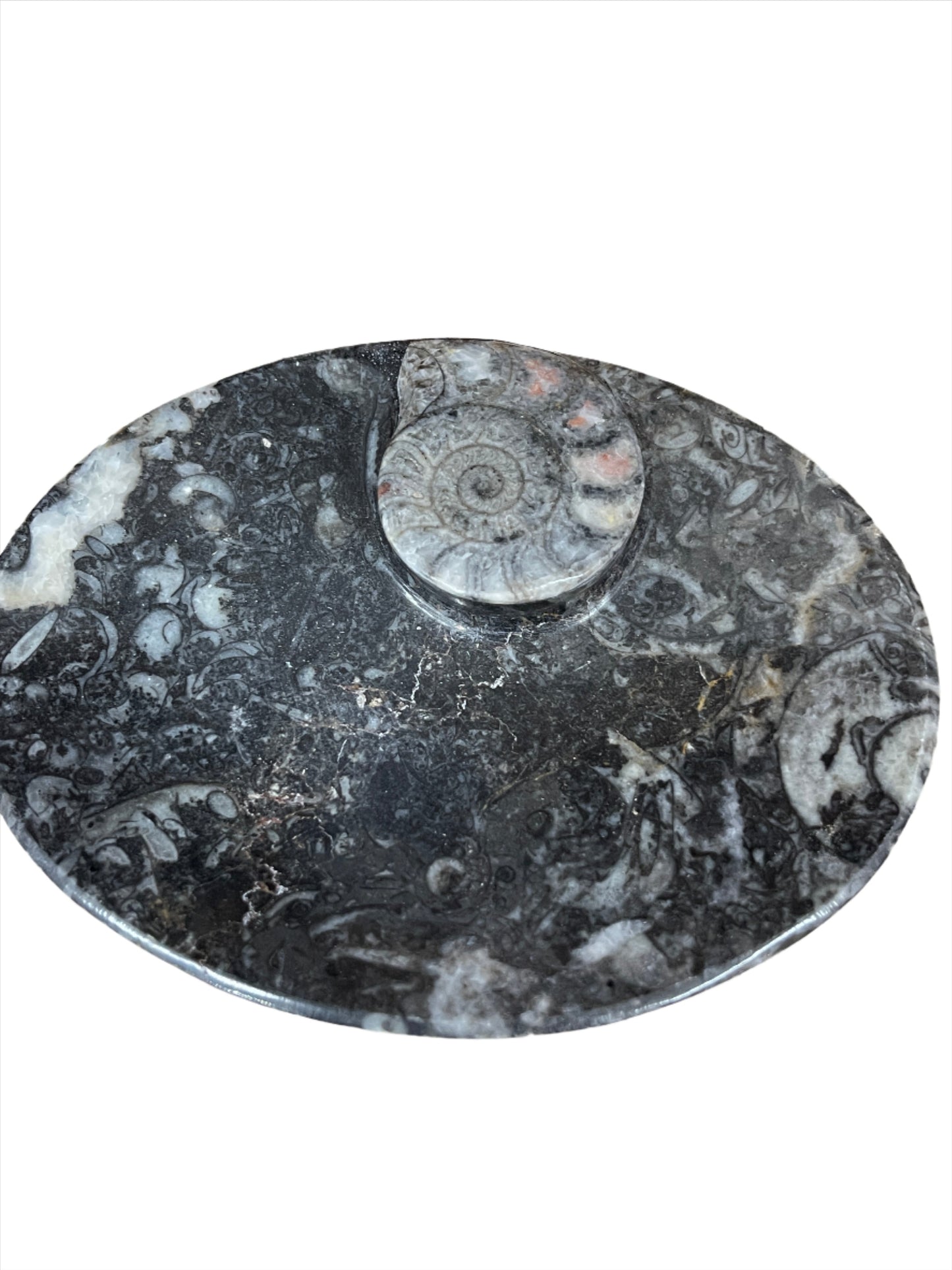 Ammonite Fossil Dish