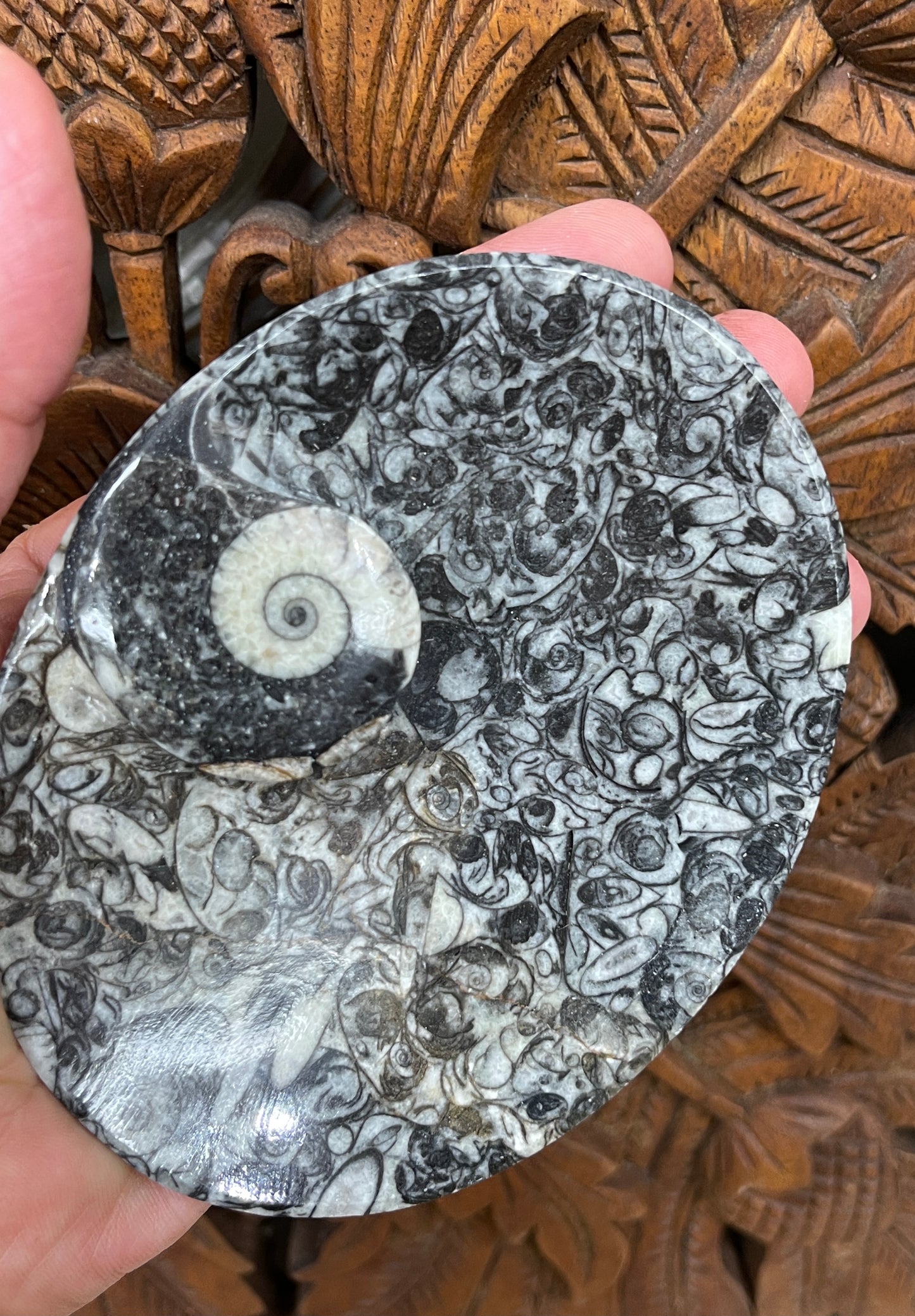 Ammonite Fossil Dish
