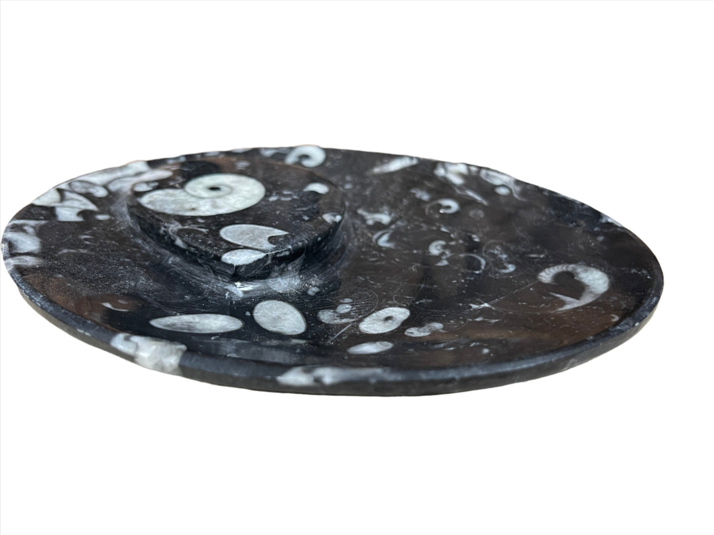 Ammonite Fossil Dish