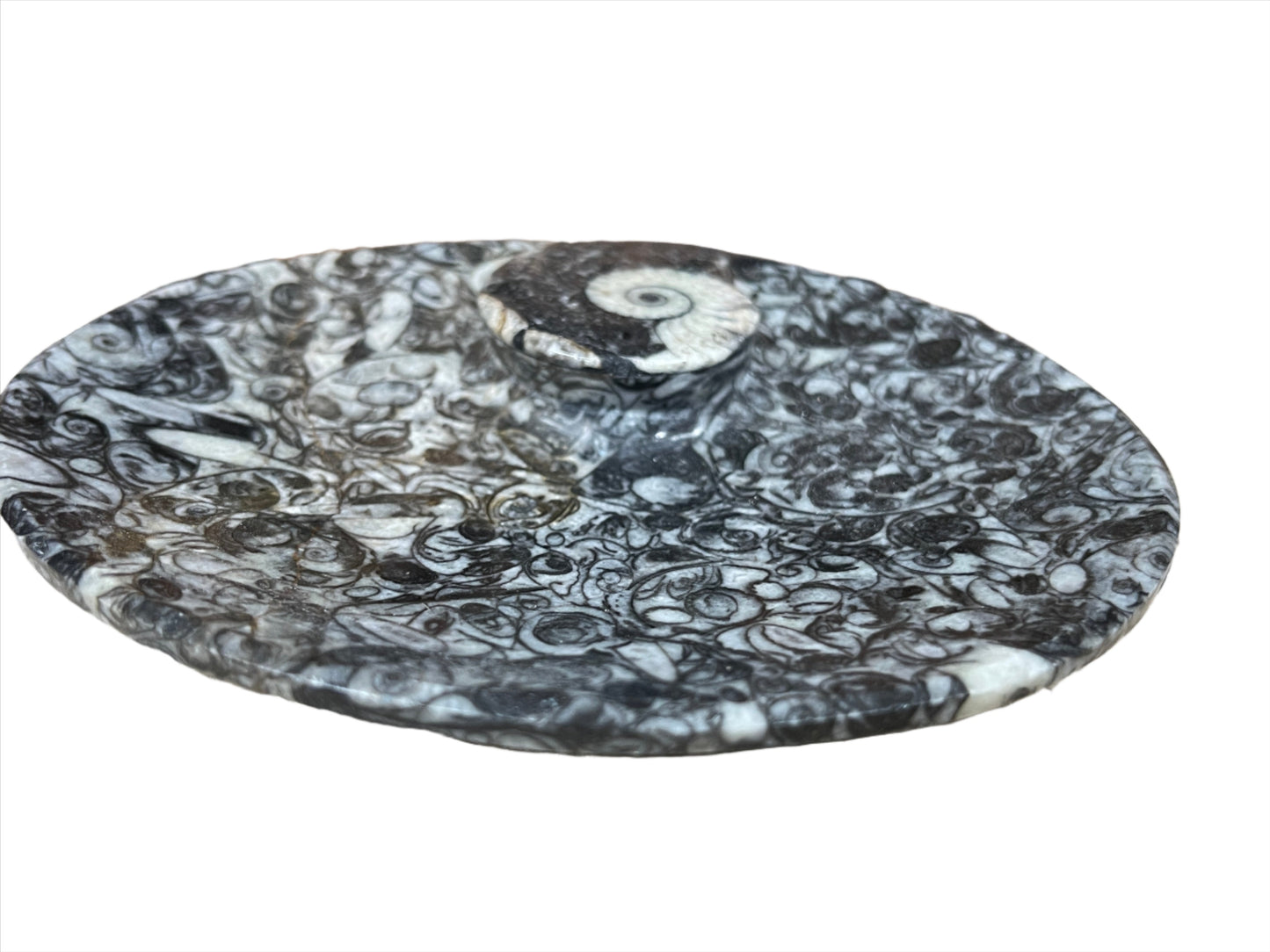 Ammonite Fossil Dish