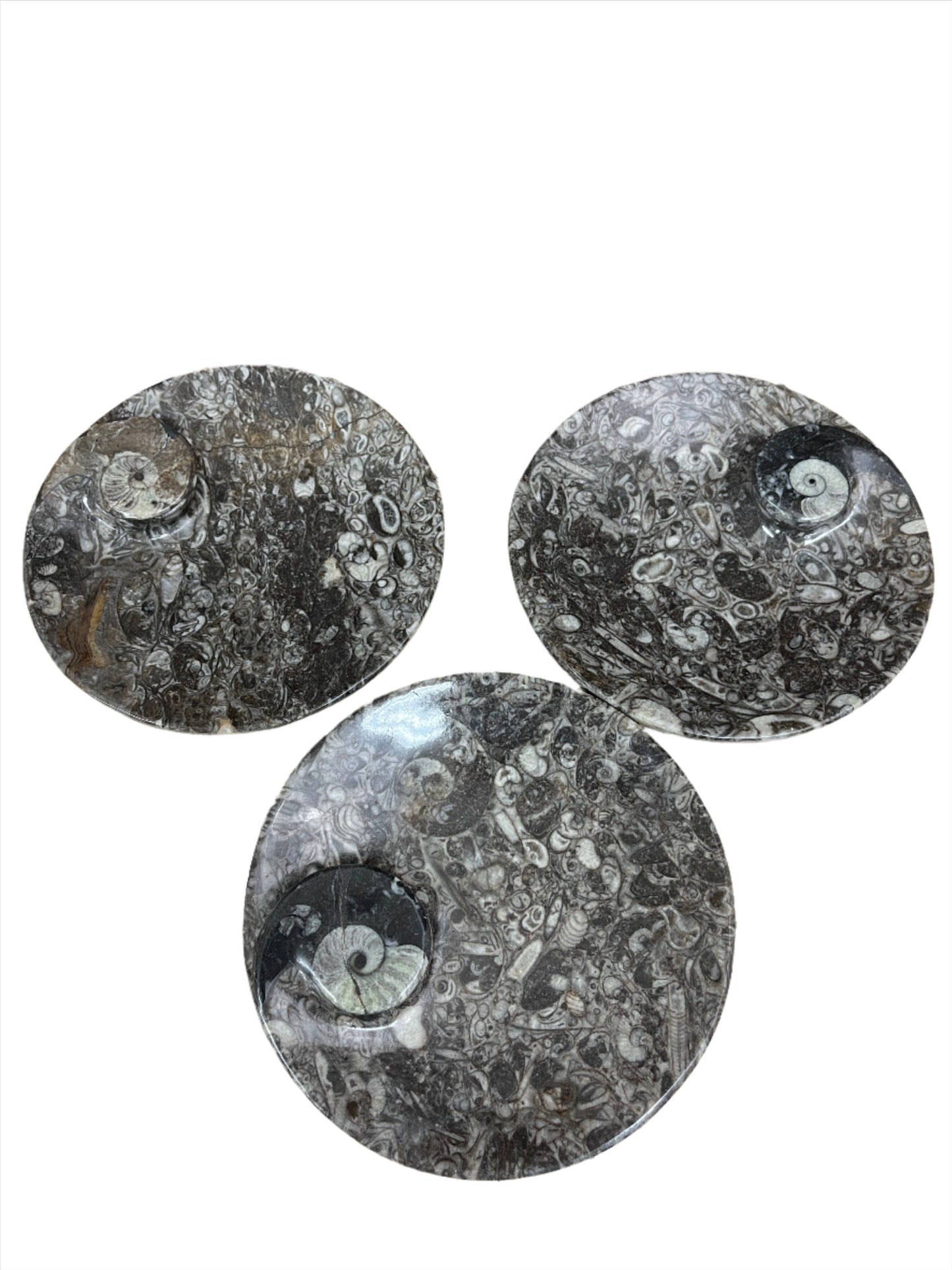 Ammonite Fossil Dish