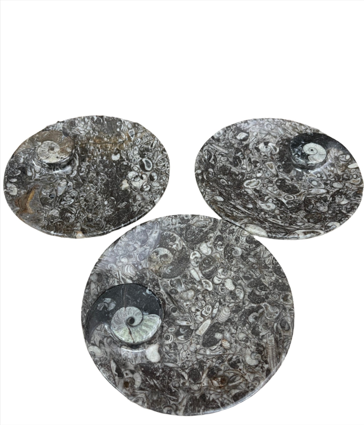 Ammonite Fossil Dish
