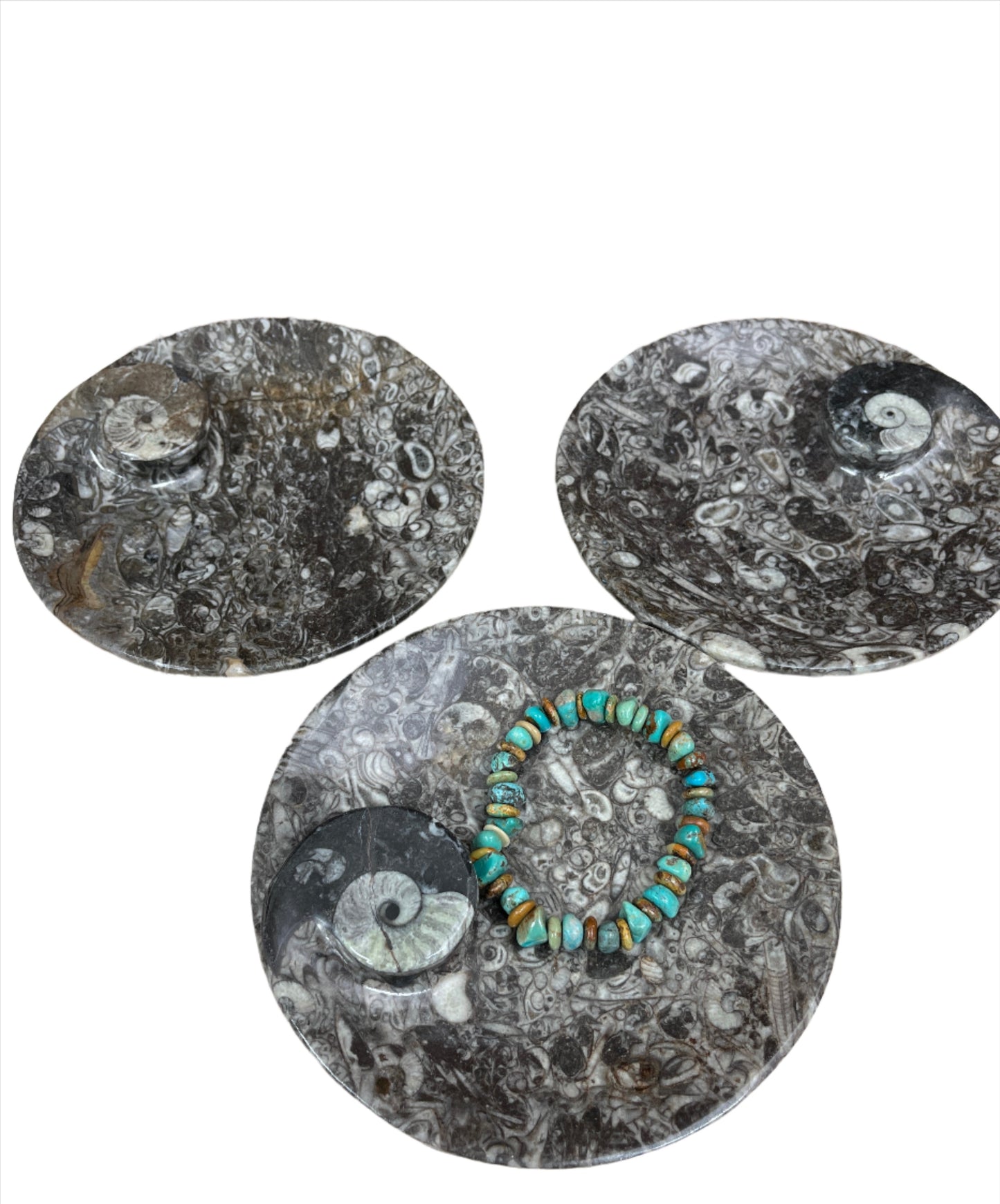 Ammonite Fossil Dish
