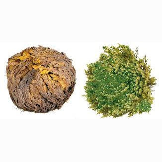 Rose of Jericho Resurrection Plant