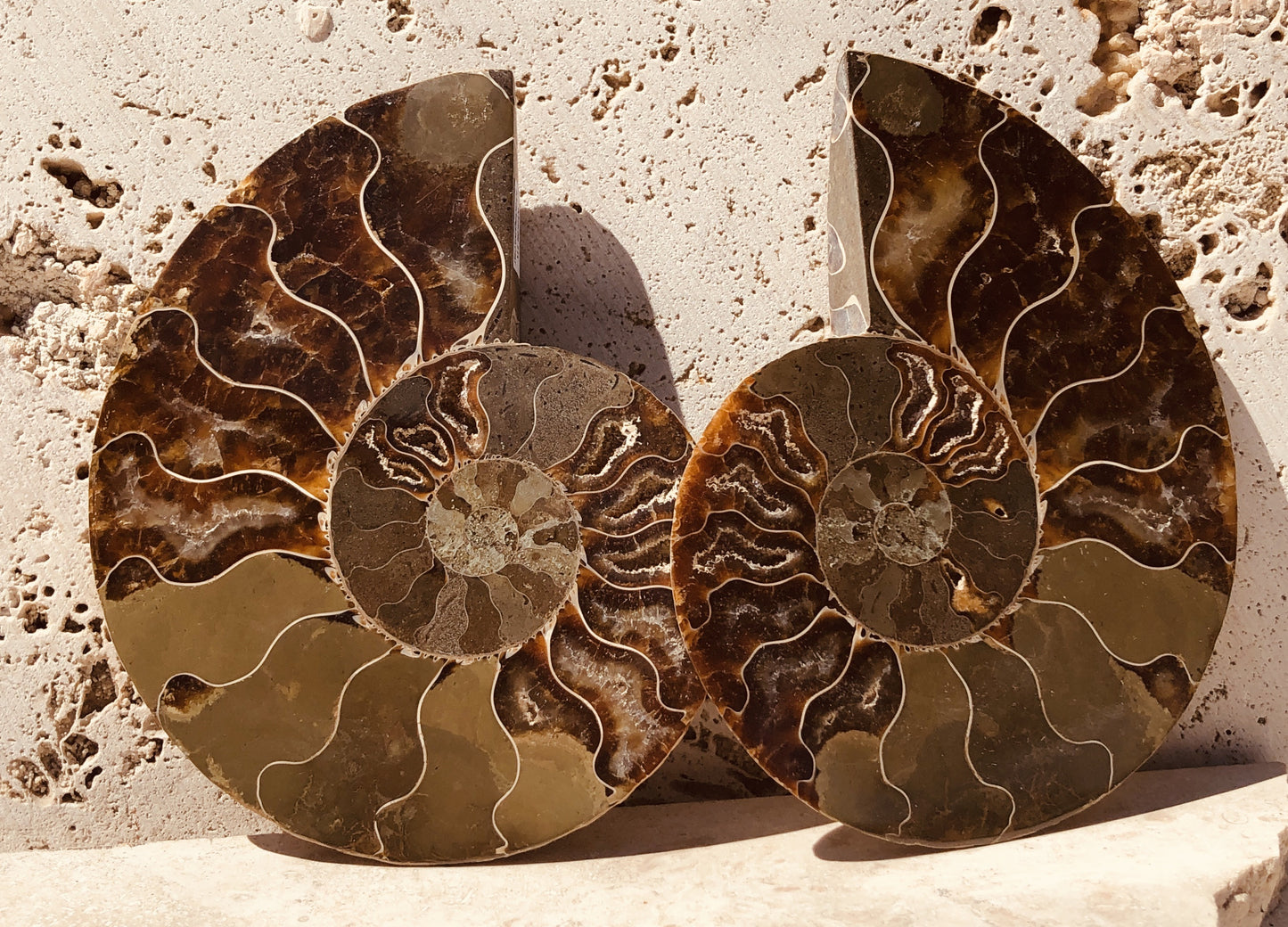 Larger Ammonite Fossilized Slices with Druzy