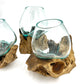 Glass and Driftwood Terrarium
