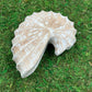 Carved Sleeping Shell