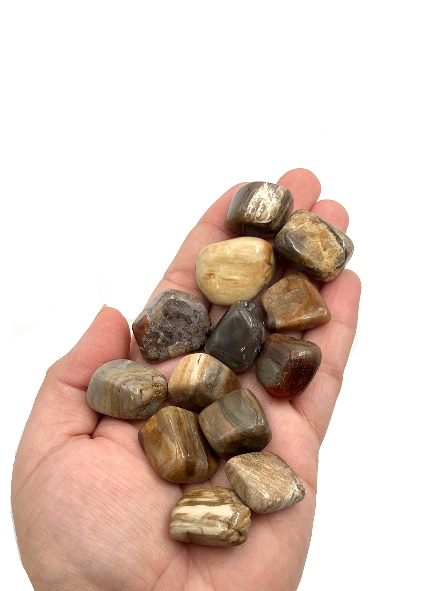 Petrified Wood Tumbles