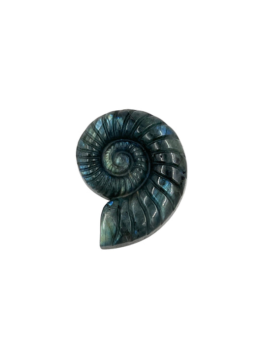 Labradorite Ammonite Carving