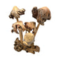 Large Parasite Wood Mushroom Colony Carving