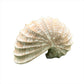 Carved Sleeping Shell