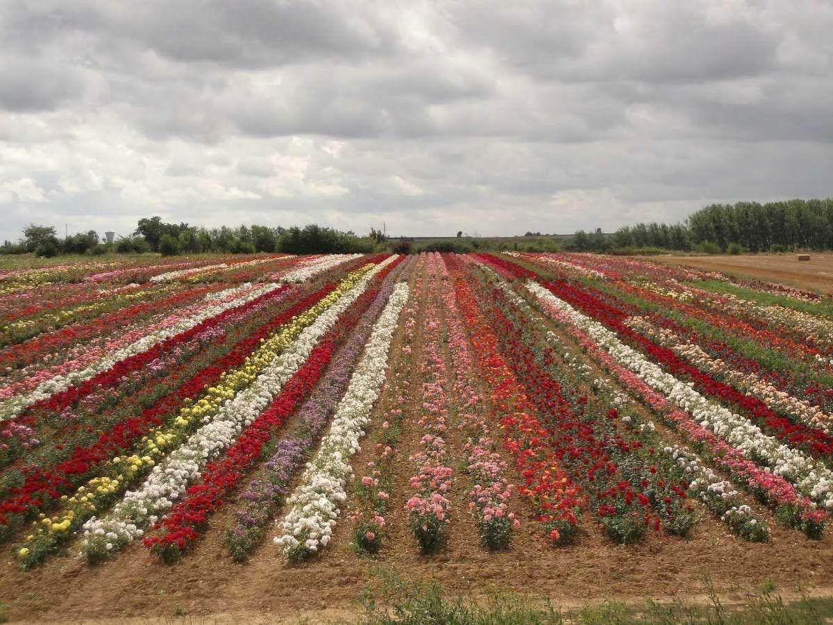 Pure Rose Essential Oil