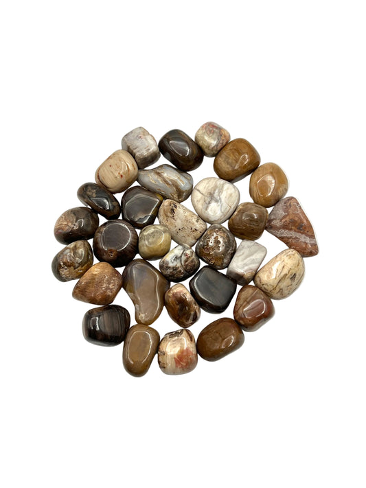 Petrified Wood Tumbles