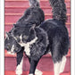 Cat's Eye Tarot