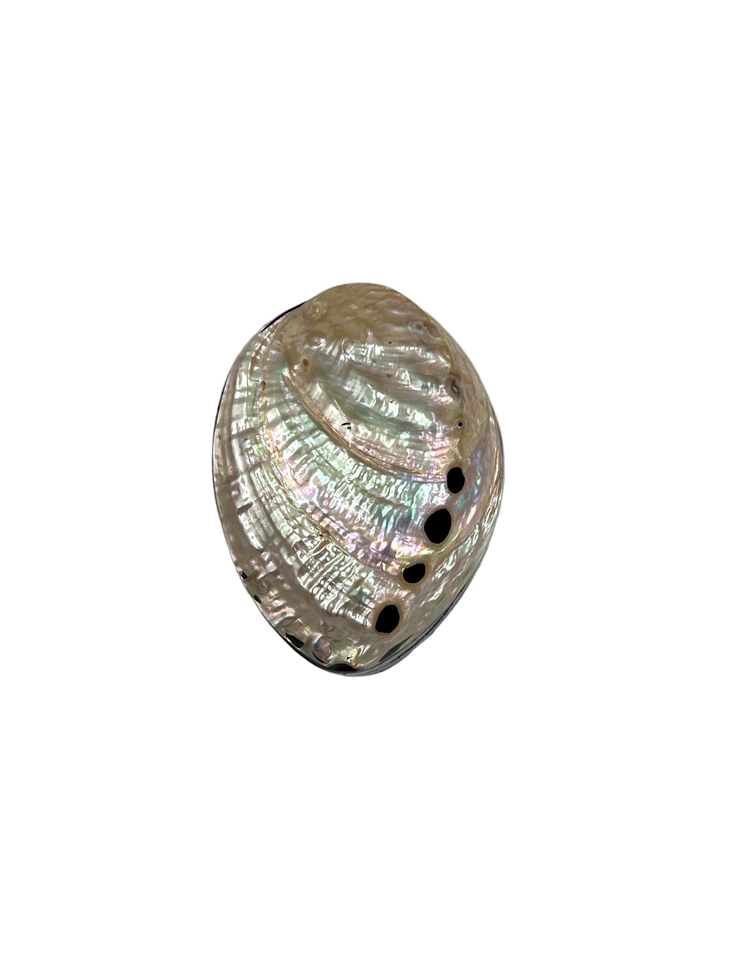 Abalone Shell Jewelry Boxes