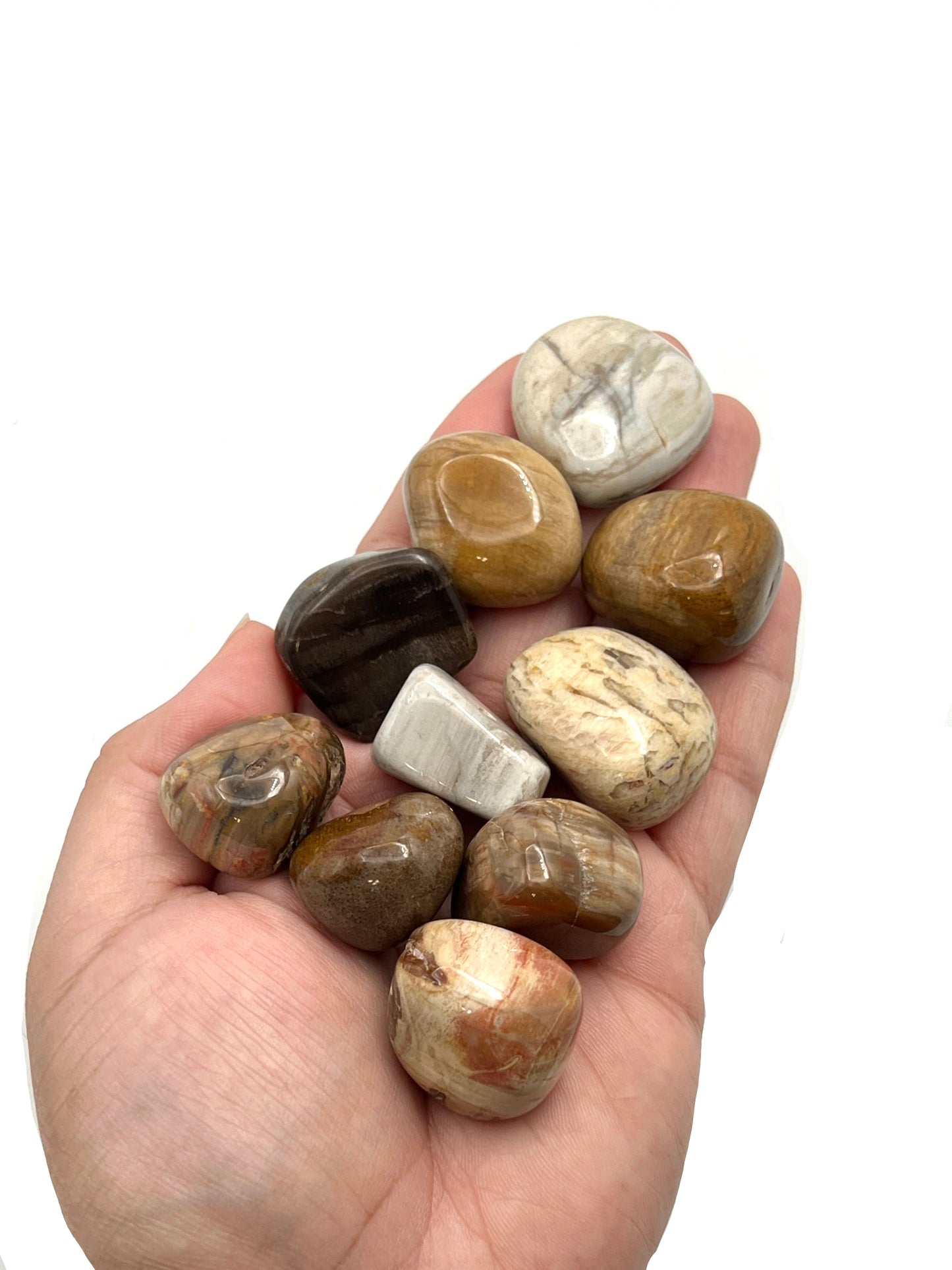 Petrified Wood Tumbles