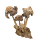 Large Parasite Wood Mushroom Colony Carving