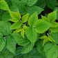 Raspberry Leaf