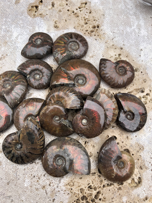 Whole Fossilized Ammonites