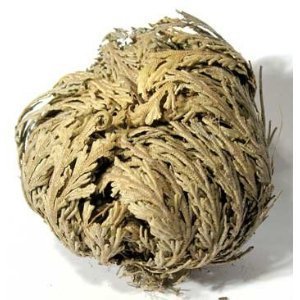 Rose of Jericho Resurrection Plant