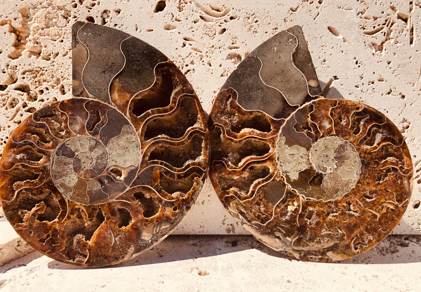 Larger Ammonite Fossilized Slices with Druzy