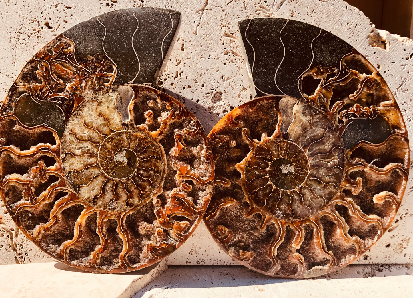Larger Ammonite Fossilized Slices with Druzy