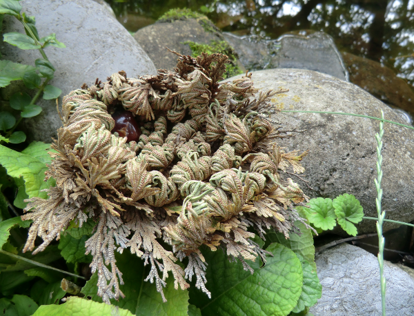 Rose of Jericho Resurrection Plant